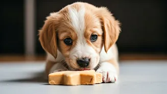 Frozen Peanut Butter Enrichment Mixes Keep Puppies Chill Online