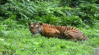 Wildlife interrupted: Why India’s animals are living way beyond their natural habitats