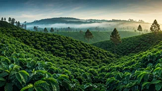 Coorg's Green Estates Are Perfect For Honeymooners