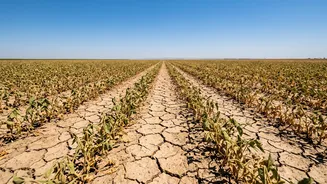 Possible September Dry Spell: How It Could Affect Pulses, Vegetables And Other Crops