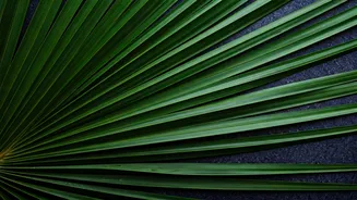 Palm Sunday 2026: Unveiling Sacred Traditions, Historical Roots, and the Path to Easter