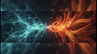 Why Gastrointestinal Molecules Are Being Repurposed To Repair Neuro-Inflammatory Cognitive Deficiencies Safely