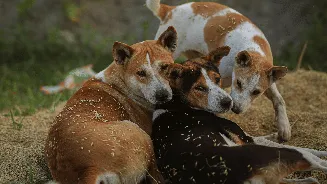 Man blames wife’s stray dog obsession and prank call for his erectile dysfunction, seeks divorce