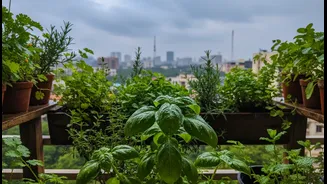 How Bengaluru's Rain-Fed Planting Window Can Make Balcony Herbs Easier to Understand