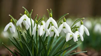 January Blooms: 5 Flowers for Winter Gardens in India