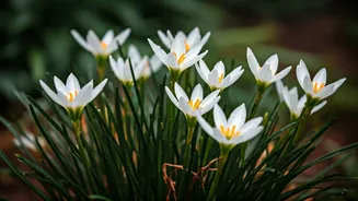 Rain Lilies Make Monsoon Gardening Feel Magical