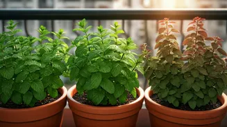 Mint And Tulsi Take Over Apartment Balconies