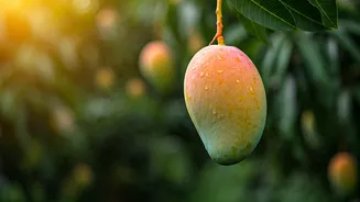 Malda: Unveiling India's Premier Mango City and Its Royal Varieties