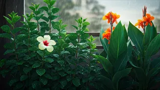 These Balcony Plants Thrive During Heavy Rains