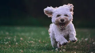 International Dog Day 2026: From dal-rice to biscuits, expert debunks common dog food myths busted
