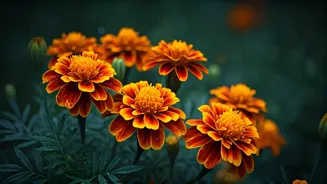 Marigolds Are Built For Rainy Garden Drama