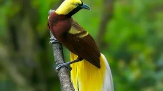 South Andaman's Rainforest Birding Trail: Nature Travellers Can Use Low-Impact Etiquette to Improve South Andaman Birding Planning