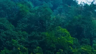Wayanad Post-Monsoon Escape: Affordable Homestays And Bamboo Rafting For Weekend Travellers