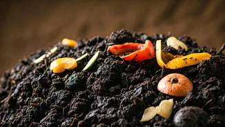 From Trash To Treasure, Composting Goes Viral