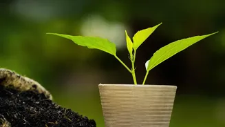 Planning For New Houseplant Quarantine Starts With Leaf Checks And Soil And Pot Checks
