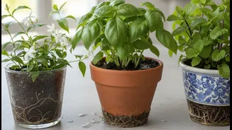 Jasmine, Basil And Mint Need Different Light, Water And Root Space
