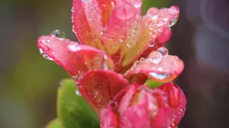 Humidity Can Be Helpful If You Avoid Overwatering