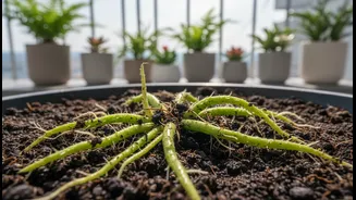 Why modern plant parents study early root rot indicators to protect balcony investments