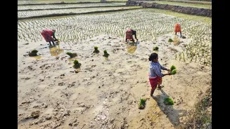 AI Revolution in Agriculture: Govt Initiatives Reach 5.28 Crore Farmers