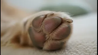 Why Moisture Retention Between Paw Pads Causes Painful Fungal Pododermatitis Signs In Canines