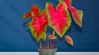 Why potted indoor plants make long-lasting eco-friendly gifts for festive celebrations with friends