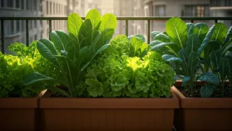Leafy Greens Do Not Need Perfect Balconies Now