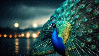 Peacocks Make City Monsoon Feel Less Ordinary