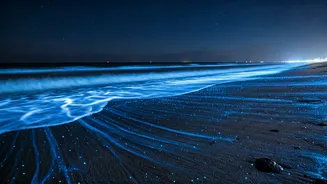 Glow In The Dark: Karnataka Bioluminescent Beaches Trend Hard