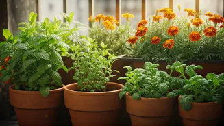 Urban Garden Goals Start At Home