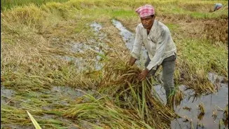 IMD warns of rain thunderstorms hail risk in Maharashtra Mar30-Apr4