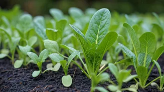 These Vegetables Grow Best Before Peak Monsoon