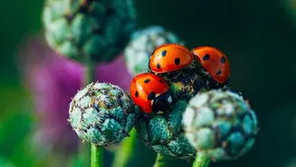 Why A Wildlife-Friendly Balcony Needs Plant Variety Rather Than Just One Type Of Flower