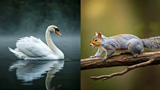 Swan or Squirrel? Optical Illusion Reveals Your Inner Perfectionist or Pragmatist!
