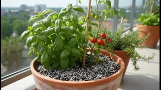 Why Balcony Vegetable Containers Need Superior Drainage Architecture Fueled By Perlite Mixes This Season
