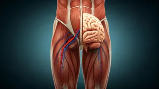 Leg Strength Impacts Brain Health, Study Finds