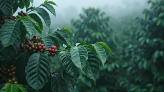 This Monsoon, Stay Among Coffee Plants