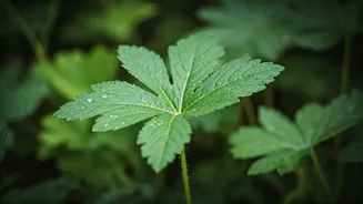 Boosting Mental Wellness: Practical Tips & Insights