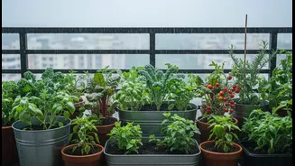 Monsoon Balcony Micro-Gardens Can Turn Small Spaces into Edible Plots: What It Means for Urban Renters and Home Gardeners