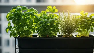 Chennai And Pune Balconies Need Herb Corners