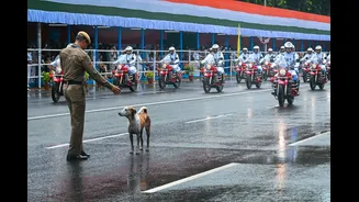 Understanding Stray Dog Management and Legal Responsibilities in India