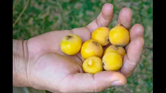 Antiga fruta de quintal volta aos pomares; veja qual é e os benefícios