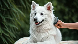 Pet Grooming Helps Prevent Rainy Skin Issues