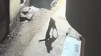 Pune: Dog Fights Off Leopard In Khed Taluka, CCTV Footage Goes Viral