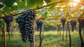 Kottayam's Homegrown Vineyard: A Grape Escape Blossoms in Pallom