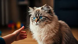 7 Reasons Why Persian Cats Make Wonderful Companions for Children