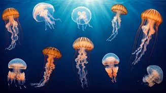 10 Fascinating Jellyfish: Nature's Underwater Marvels