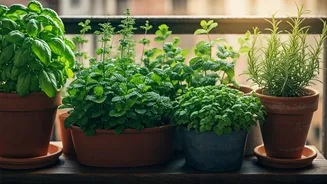 Chennai Balconies Are Perfect For Herb Gardens