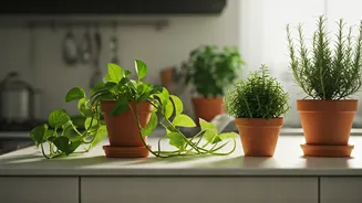 Kitchen Plants Make Cooking Corners Feel Alive