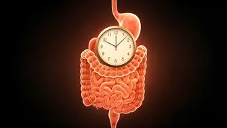 Digestive Harmony: Why Consistent Dinner Timing Outweighs Strict Early Meals