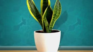 Purify bedroom air naturally: Best low-maintenance house plants like Snake Plants and Peace Lilies